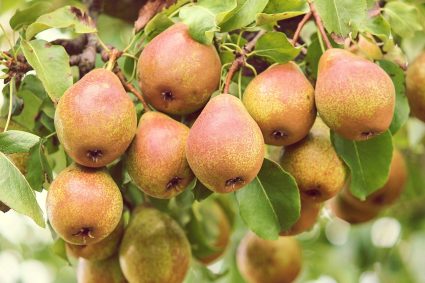 Fruitbomen in extreme weersomstandigheden: beschermingstips