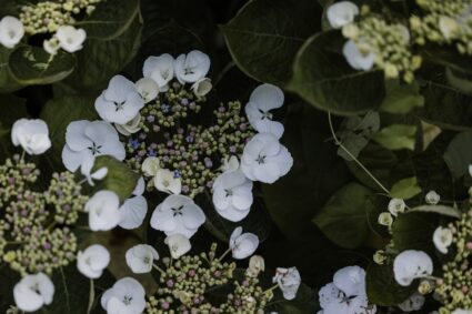 Photo Floral wallpaper