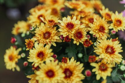 DIY herfstkransen maken met wilde bloemen en bessen