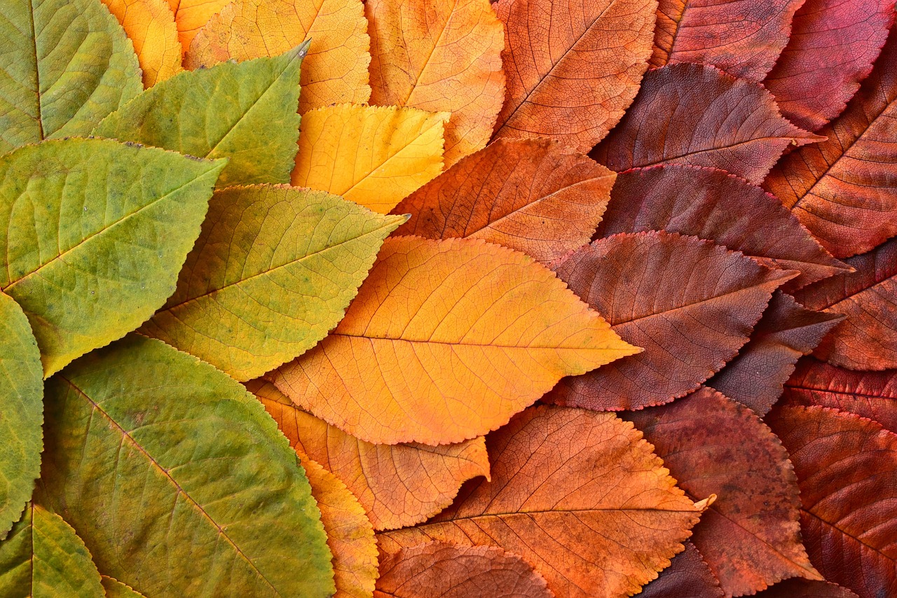 Raamdecor met moderne herfstblaadjes. Raamdecor met moderne herfstblaadjes.