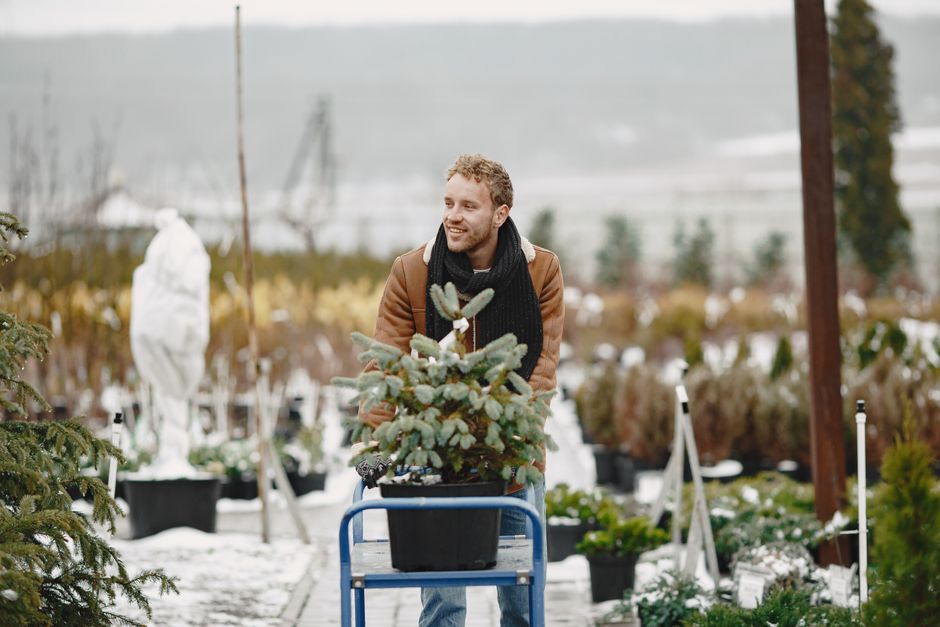 Tuinman verplant wintervaste planten in grote potten.